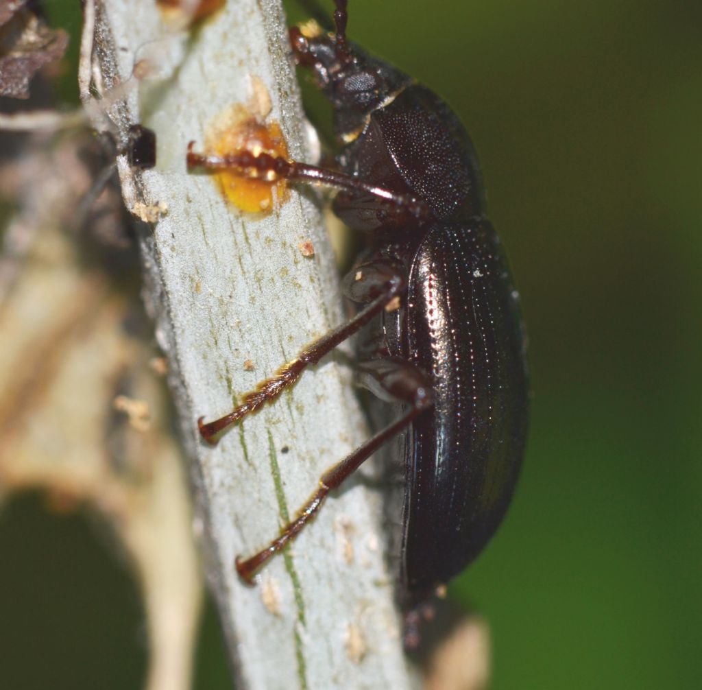 Coleottero da identificare - Nalassus assimilis